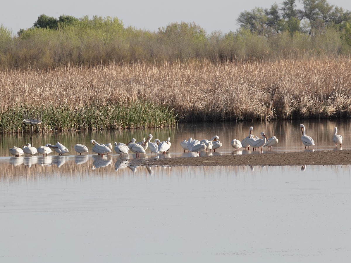 Amerika Pelikanı - ML646178510