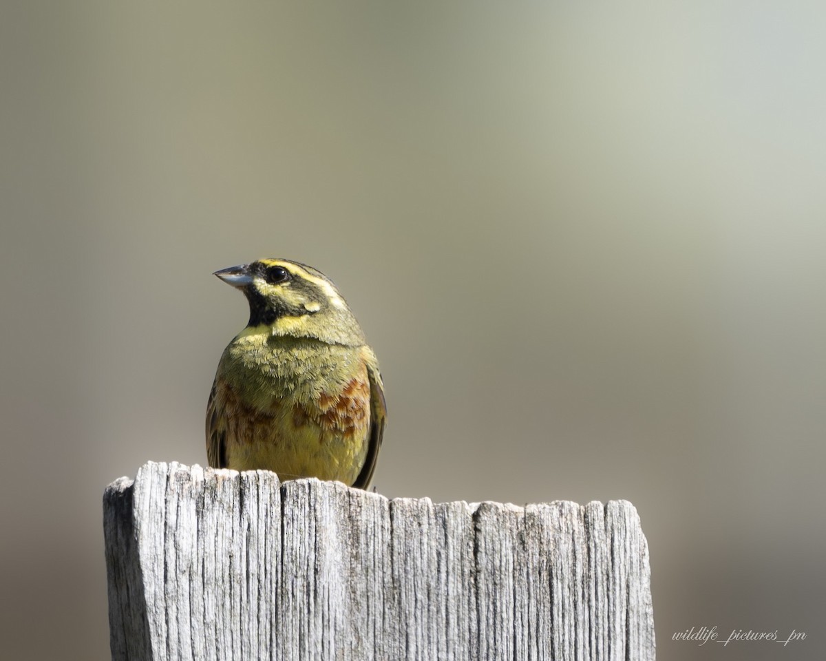 Bahçe Çintesi - ML646178512