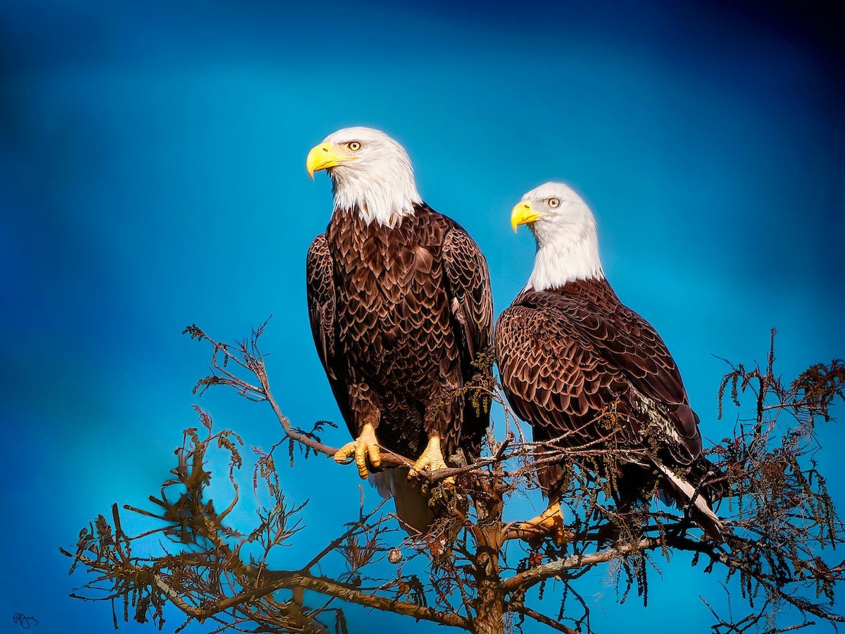 Ak Başlı Kartal - ML646178514