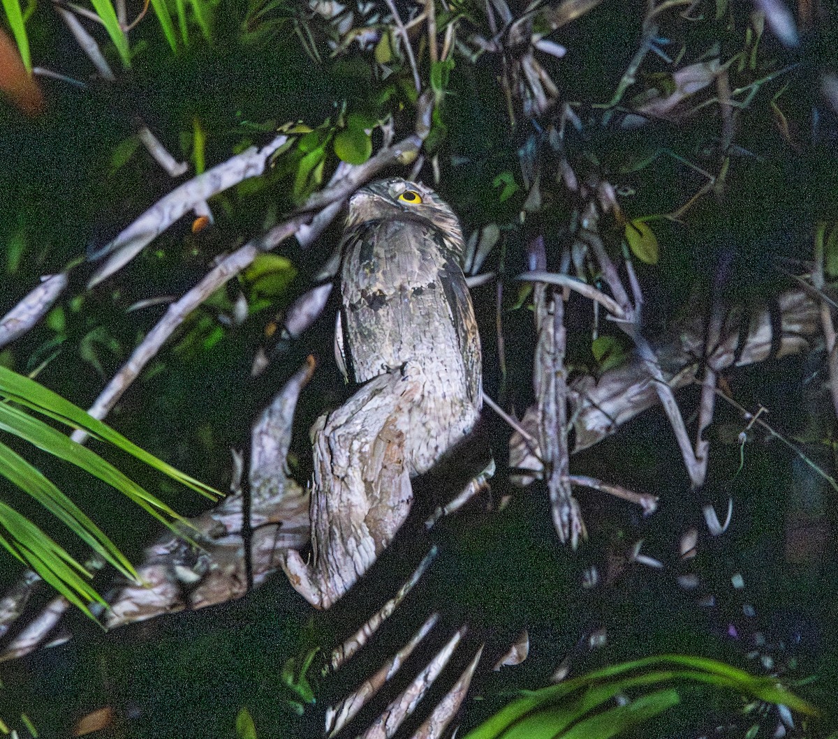 Urutau Putusu - ML646178517