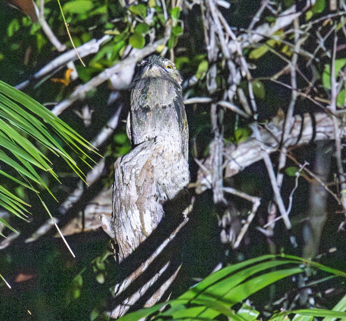 Urutau Putusu - ML646178518