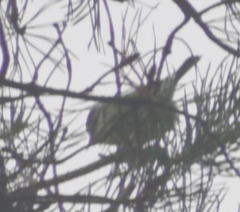 Mavi Baştankara - ML646178521