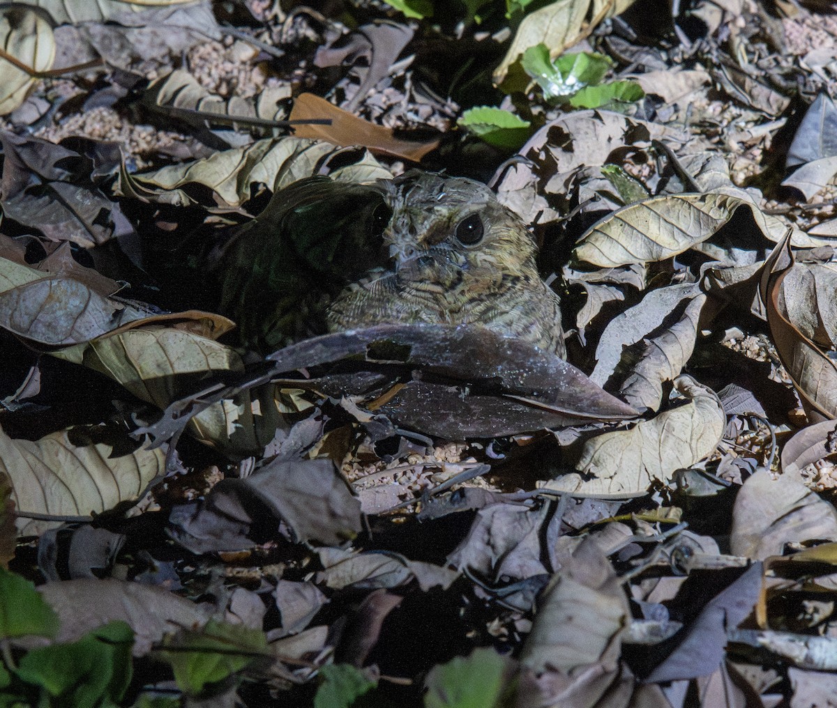 Пораке - ML646178522