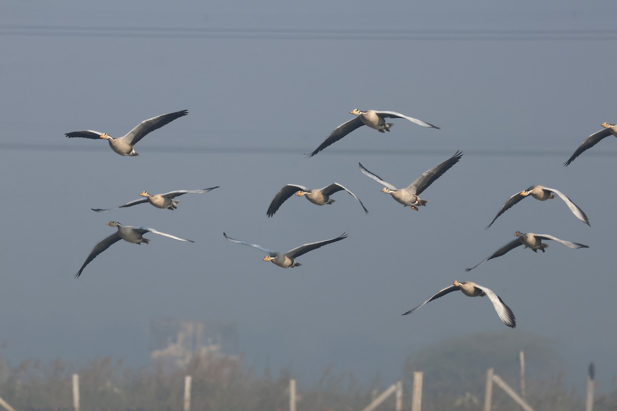 斑頭雁 - ML646178523