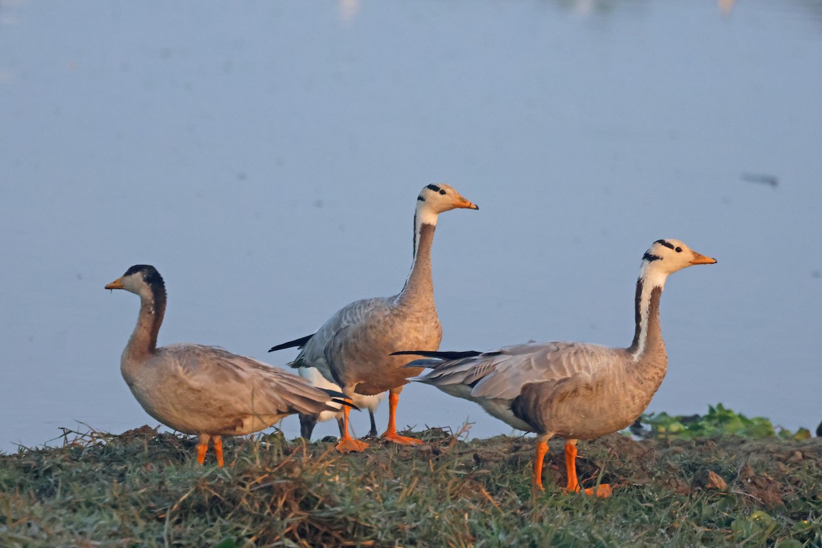 斑頭雁 - ML646178527