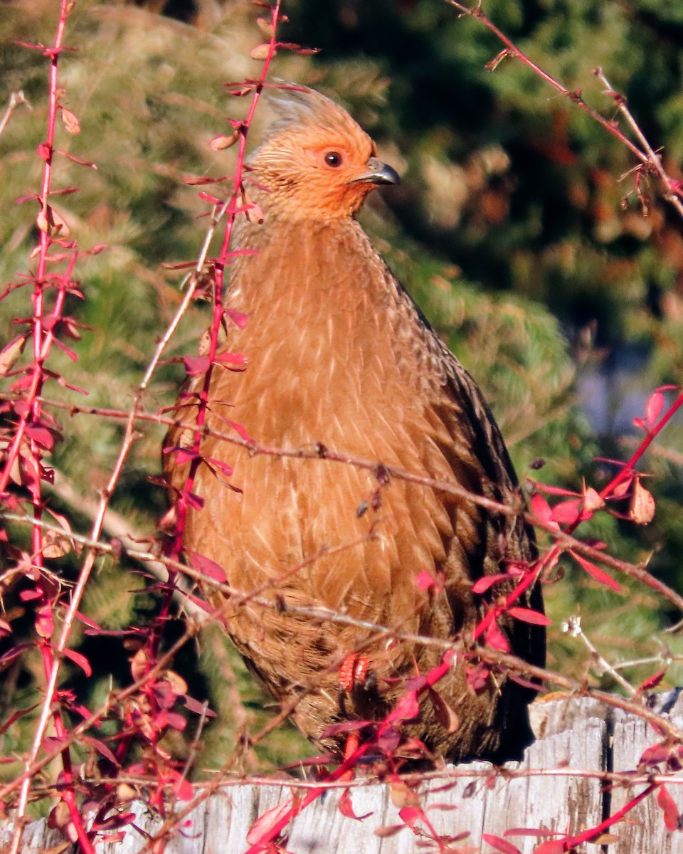 bažant krvavý - ML646178540