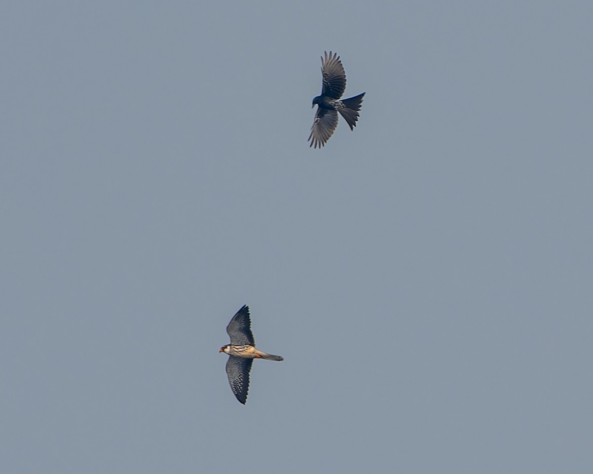 Amur Falcon - ML646178542