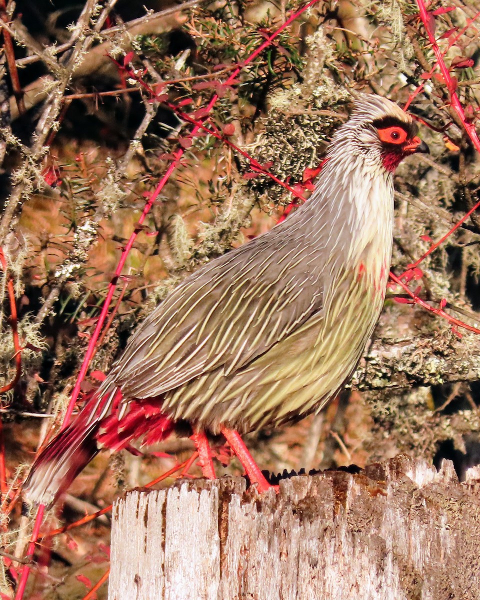 bažant krvavý - ML646178547