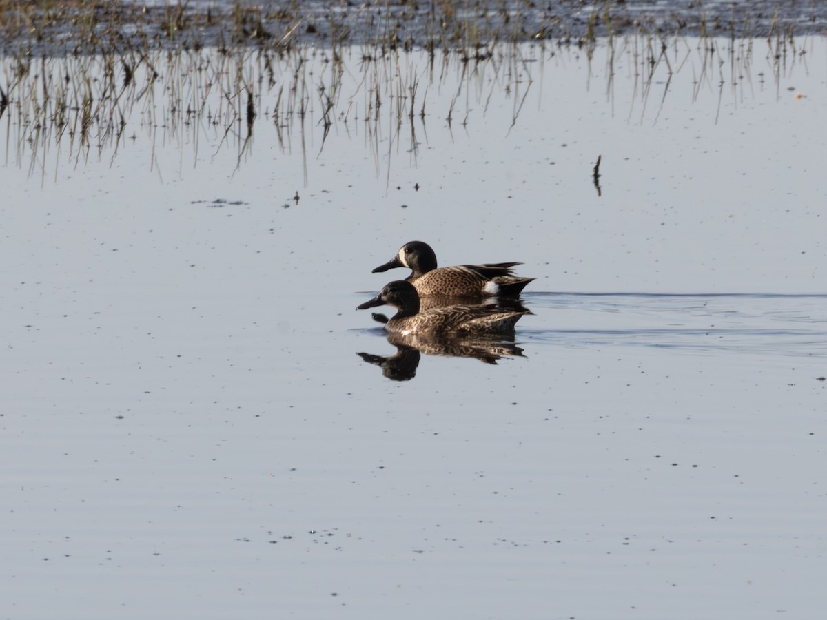 שרשיר כחול-כנף - ML646178553