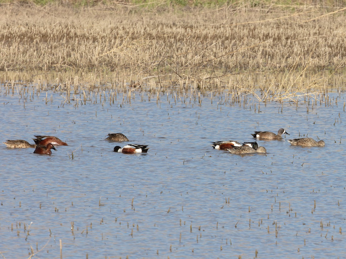שרשיר כחול-כנף - ML646178554