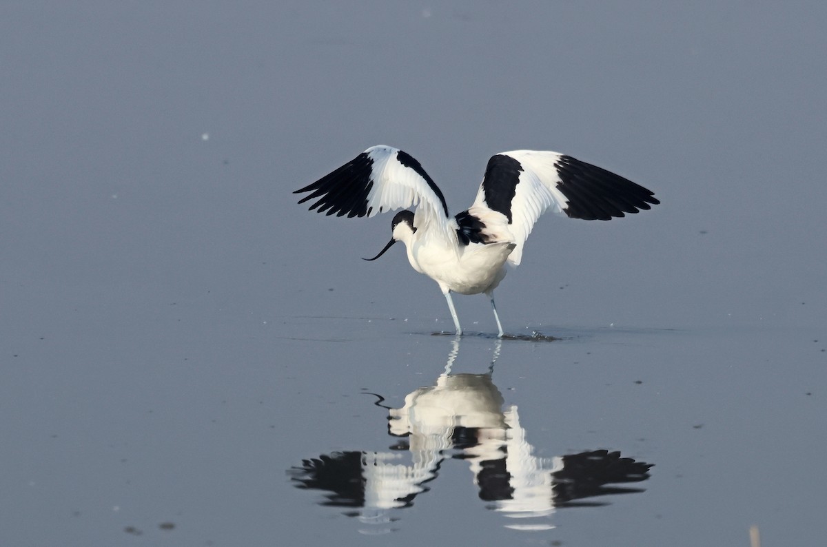 反嘴鴴 - ML646178560