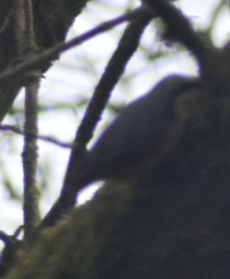 סיטה אירופית - ML646178563