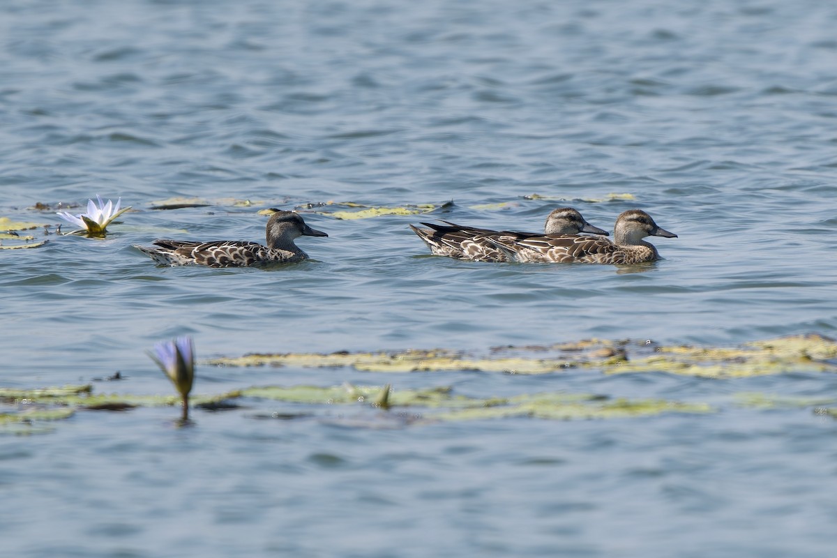 白眉鴨 - ML646178564