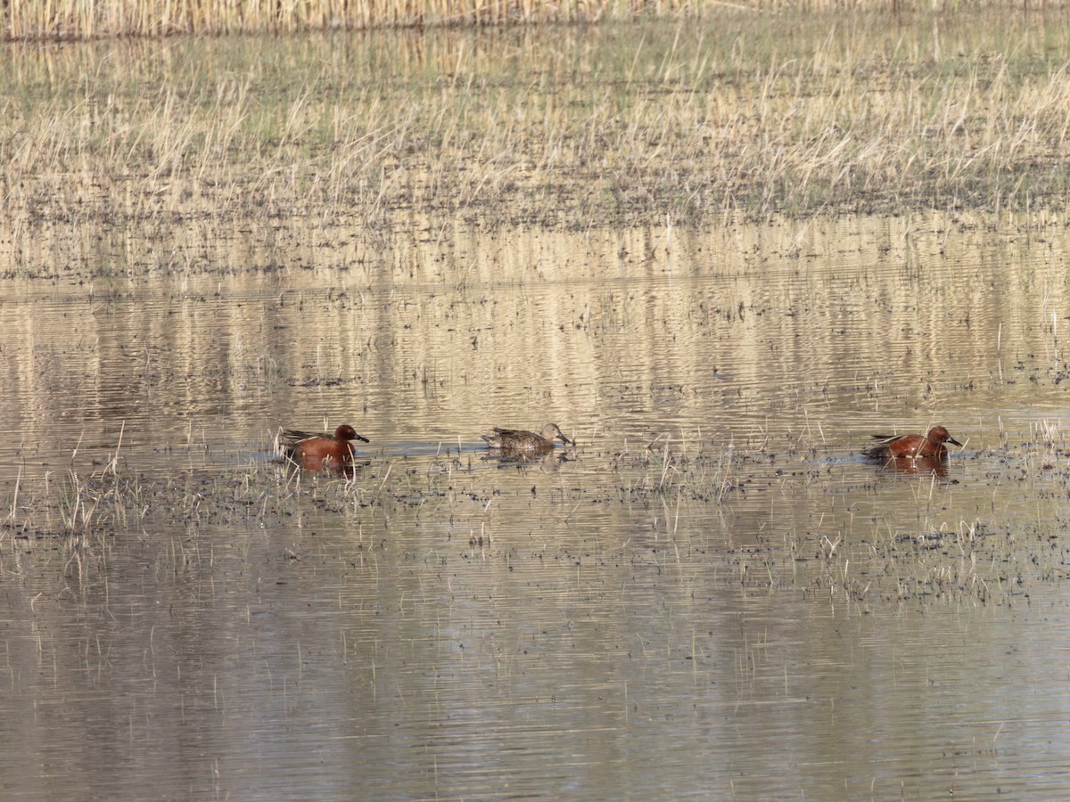 Cinnamon Teal - ML646178569