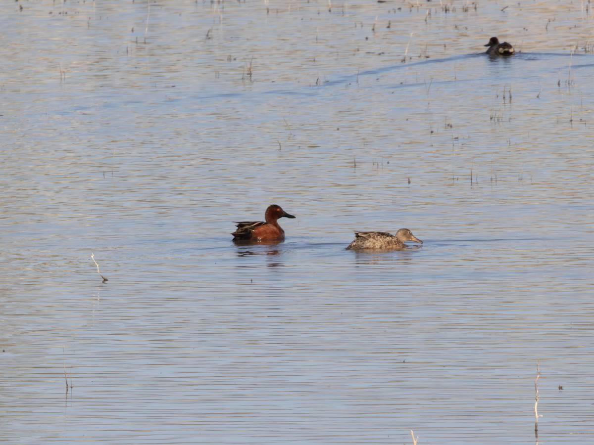Cinnamon Teal - ML646178570