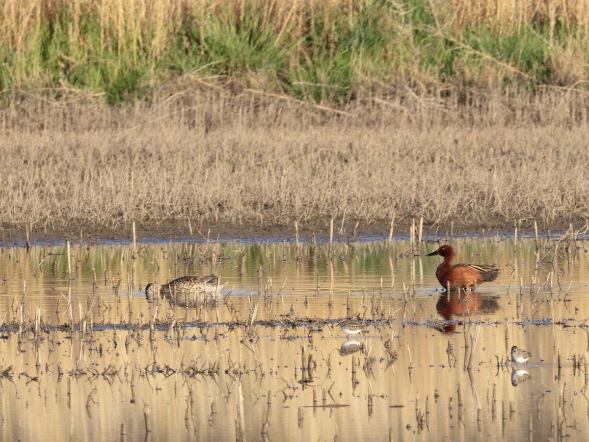 Cinnamon Teal - ML646178571