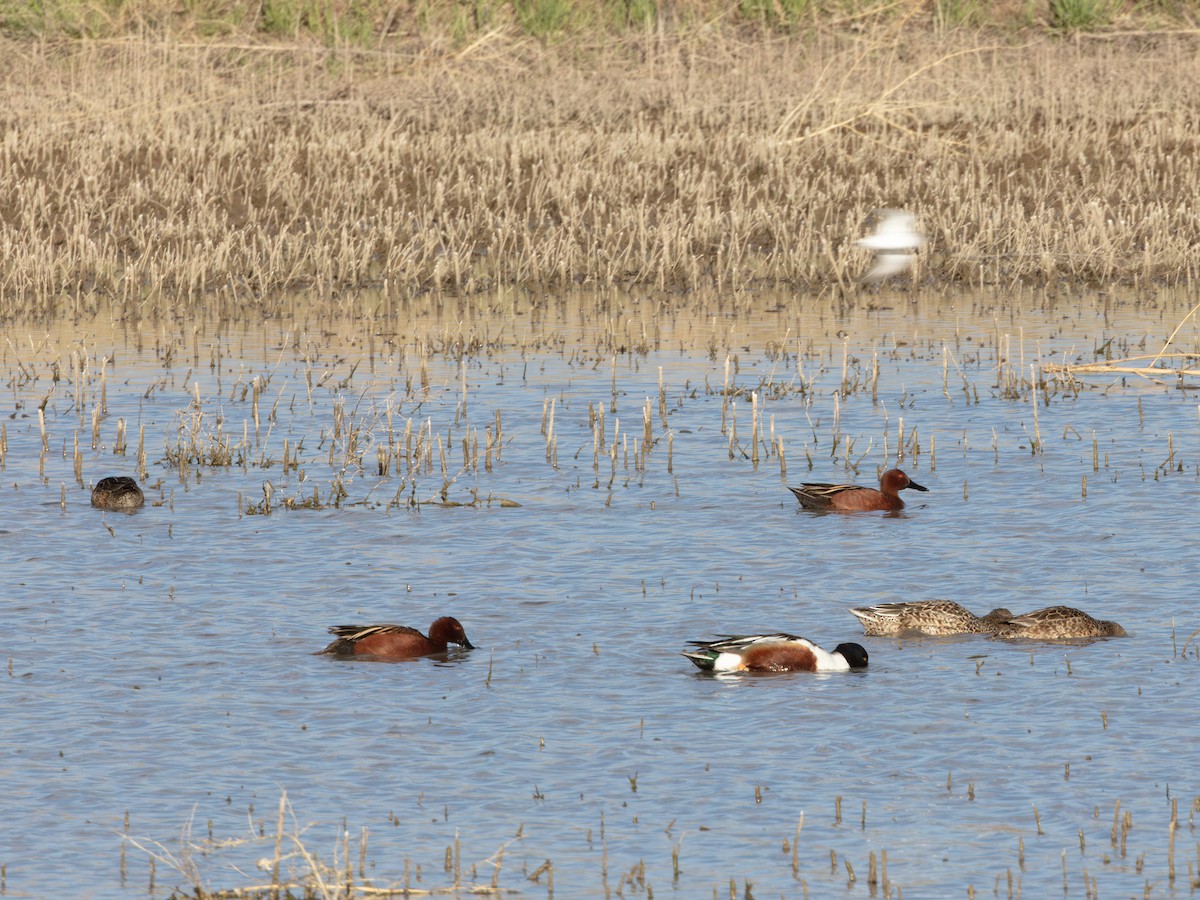 Cinnamon Teal - ML646178572
