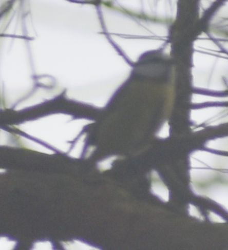 Eurasian Blue Tit - ML646178573