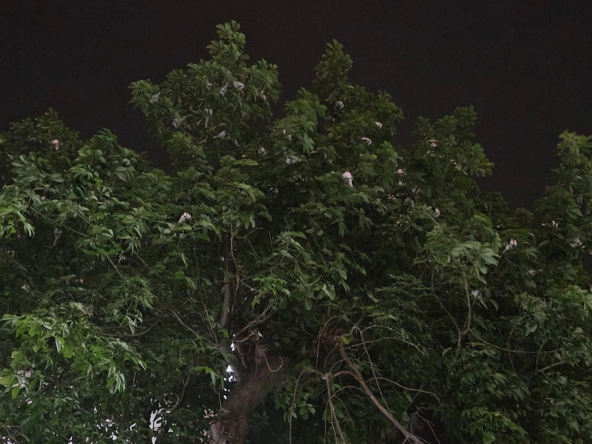 白鶺鴒 - ML646178574