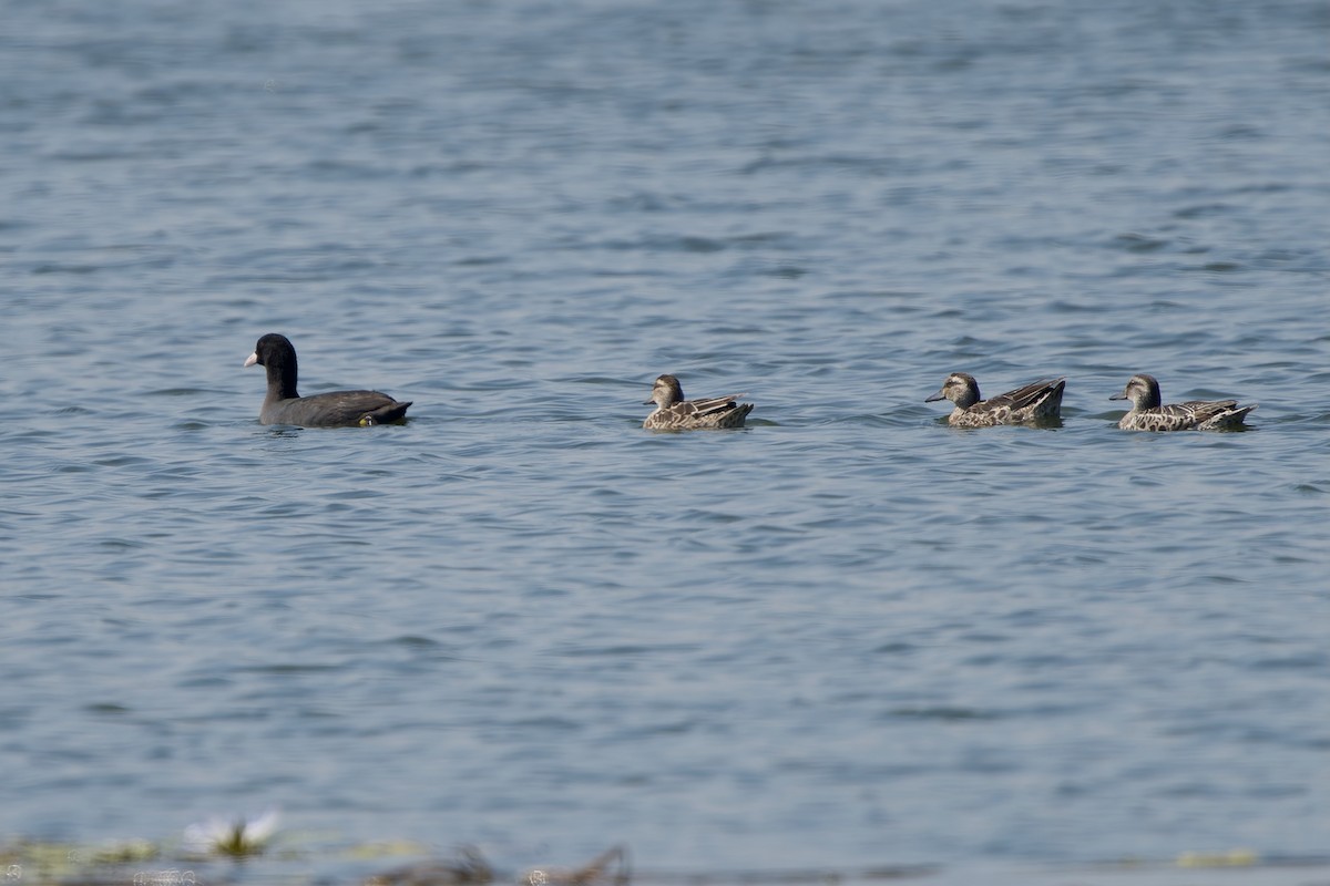 白冠雞 - ML646178575