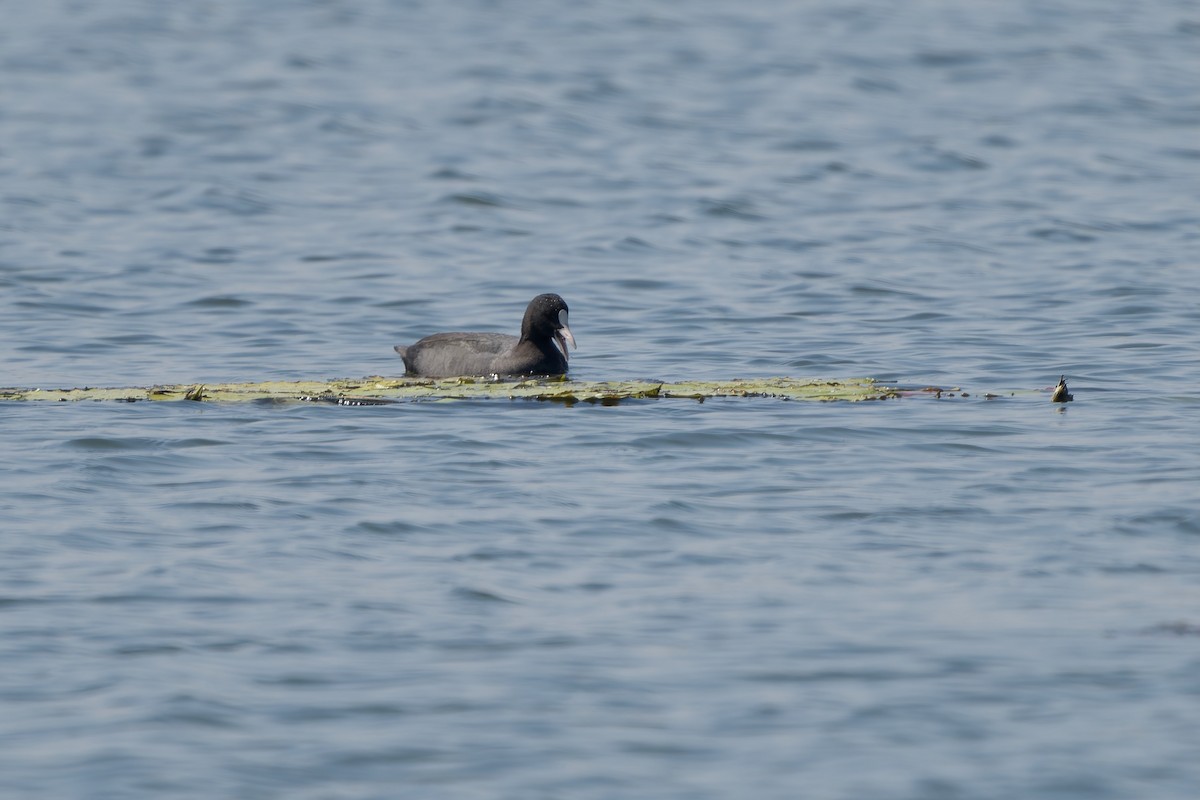 白冠雞 - ML646178576