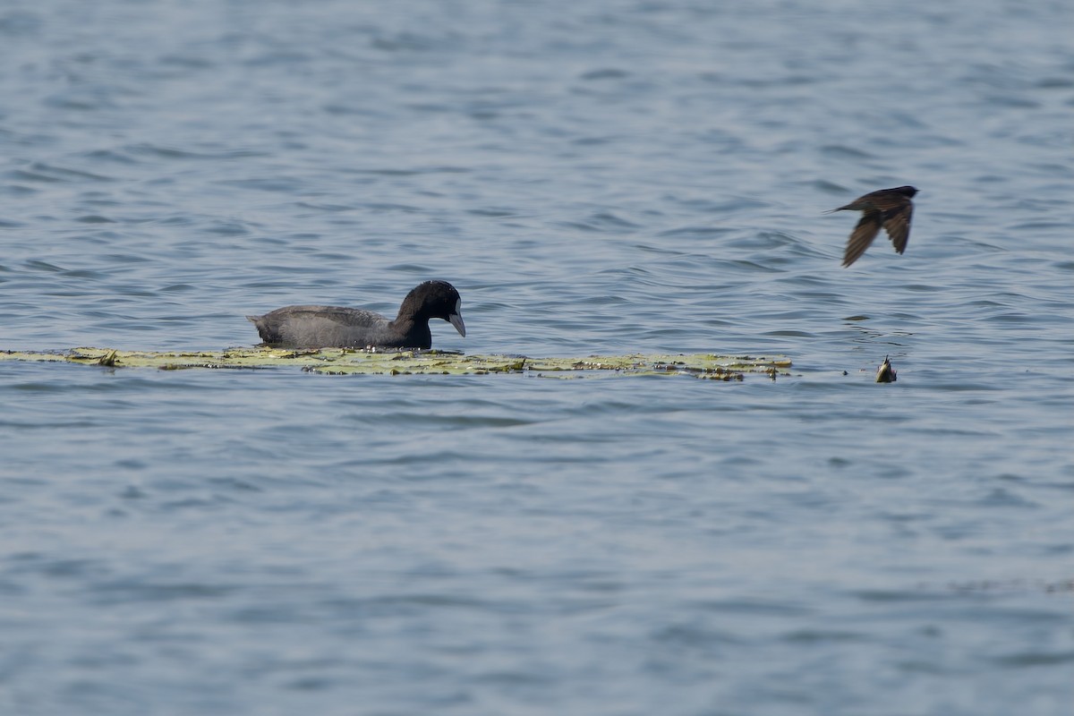 白冠雞 - ML646178577