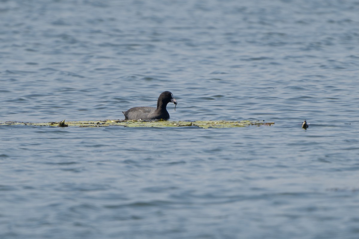 白冠雞 - ML646178578