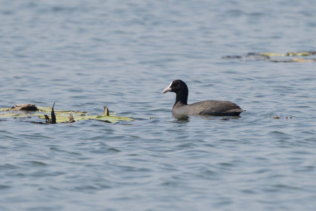 白冠雞 - ML646178579