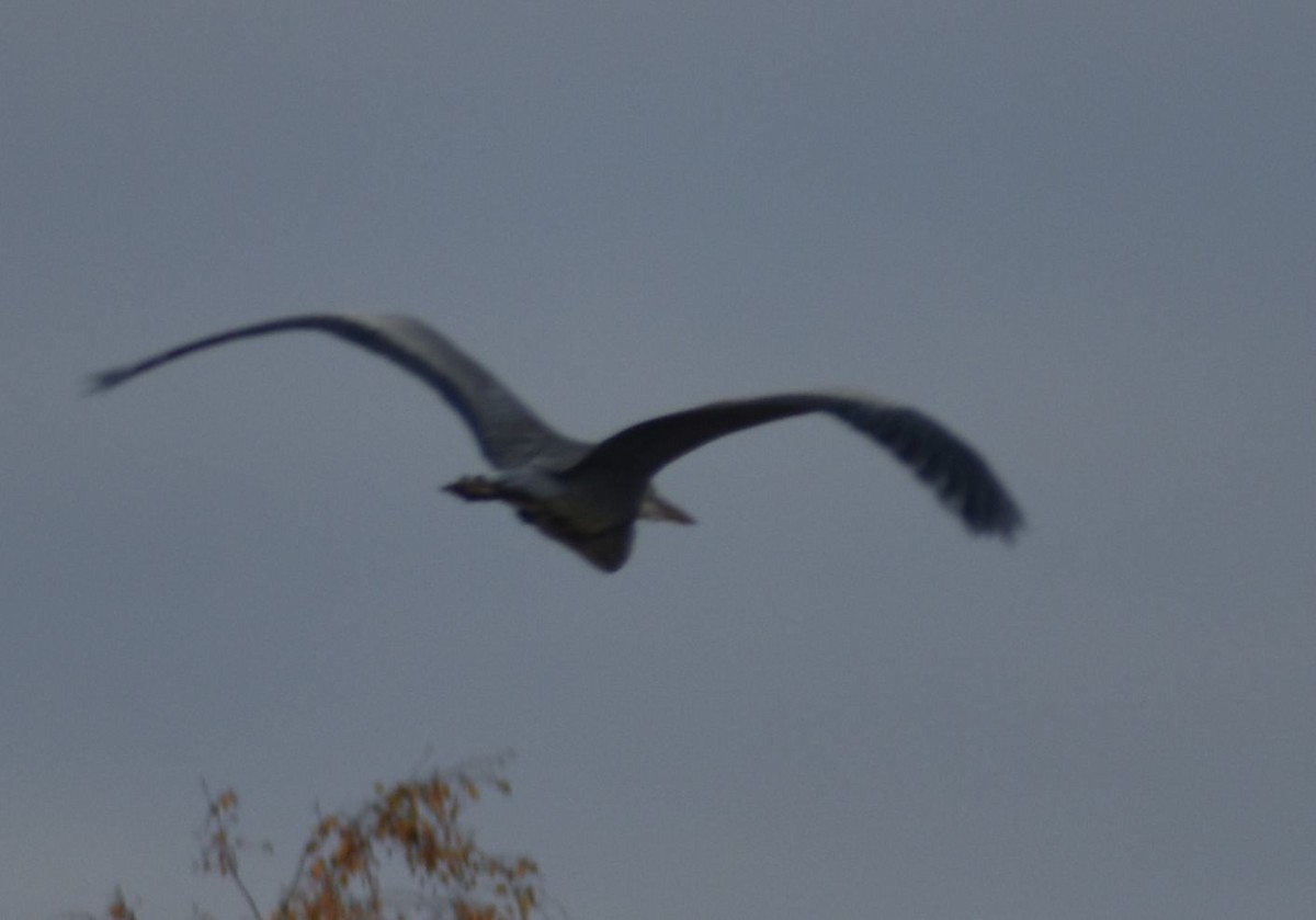 蒼鷺 - ML646178580