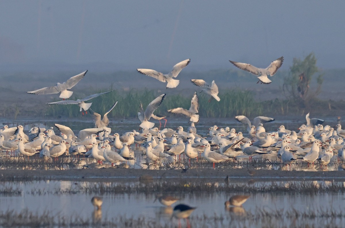 紅嘴鷗 - ML646178581