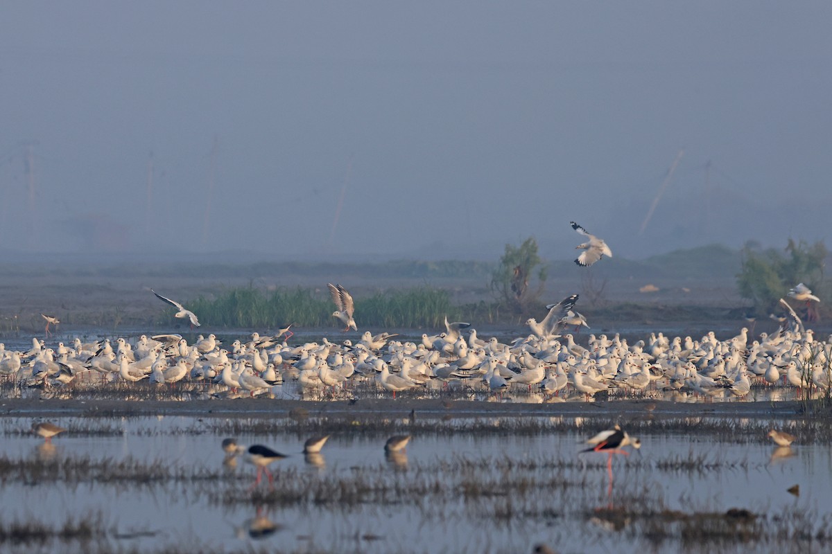 紅嘴鷗 - ML646178582