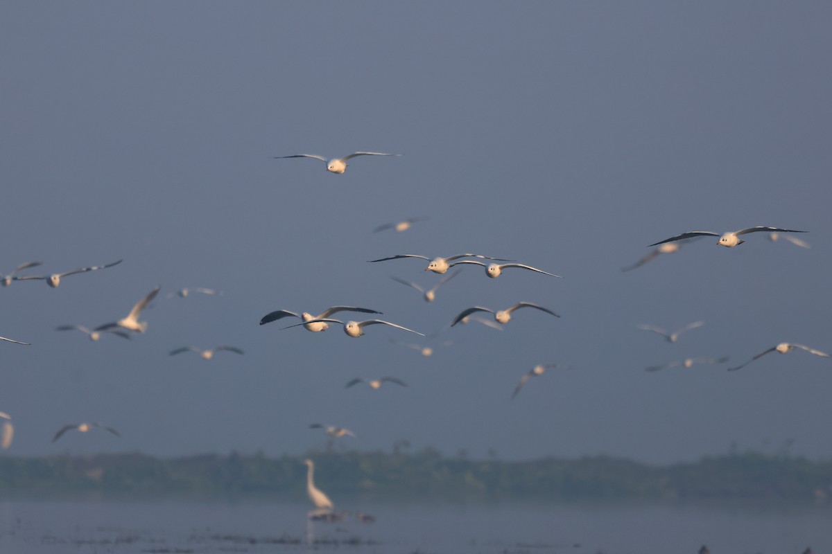 紅嘴鷗 - ML646178583