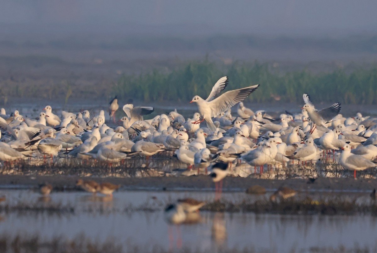 紅嘴鷗 - ML646178584