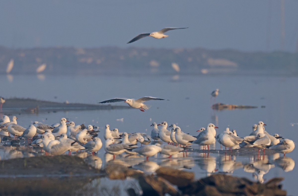 紅嘴鷗 - ML646178585