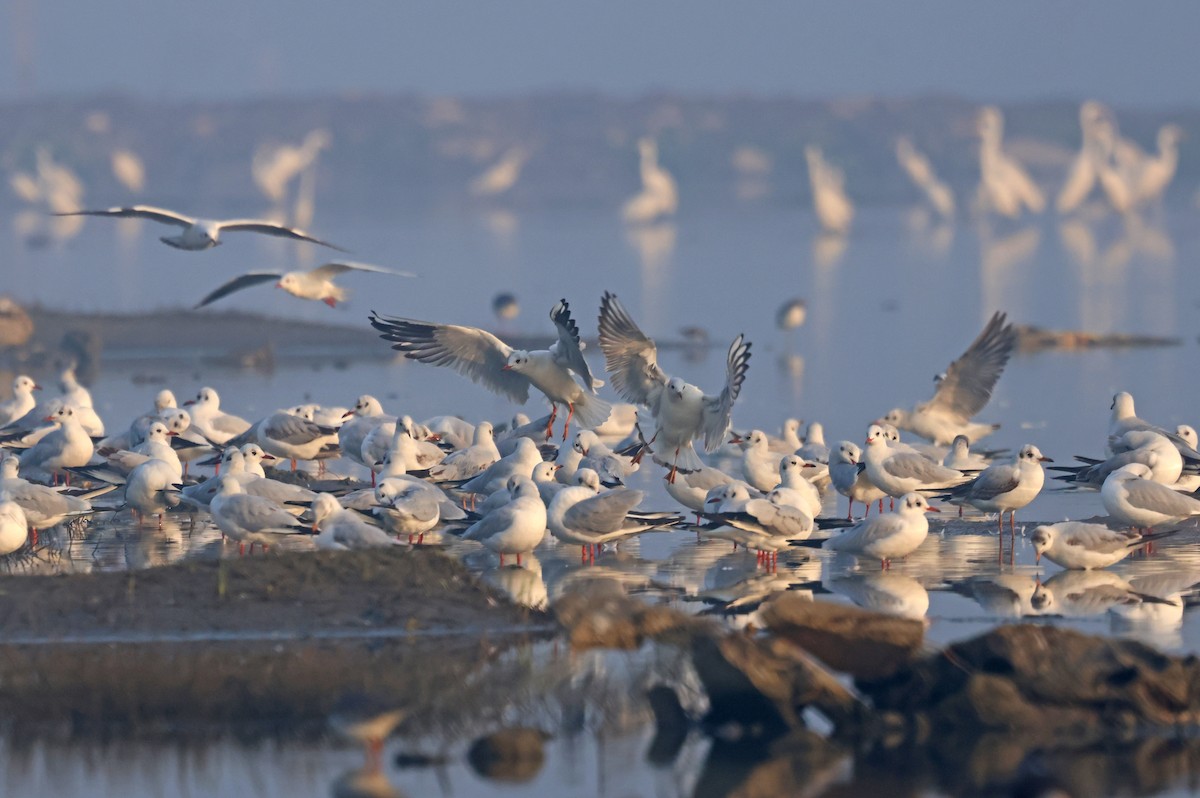 紅嘴鷗 - ML646178586