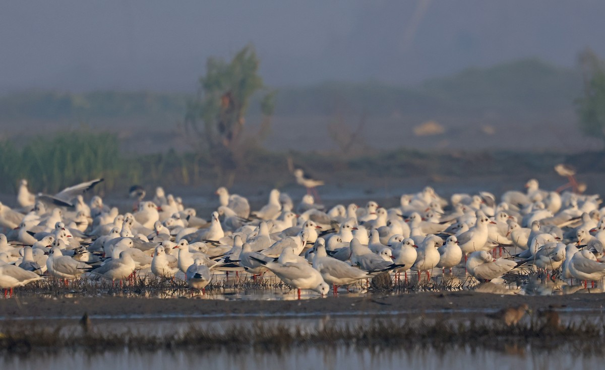 紅嘴鷗 - ML646178587