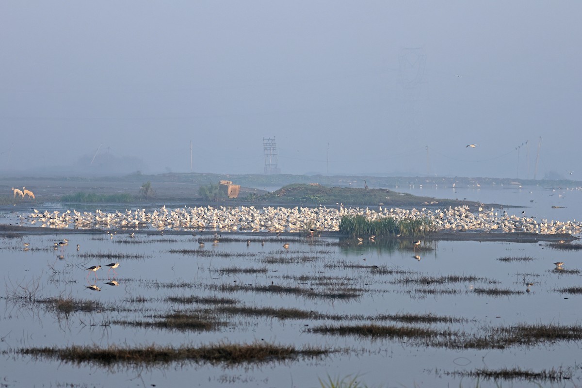 紅嘴鷗 - ML646178588