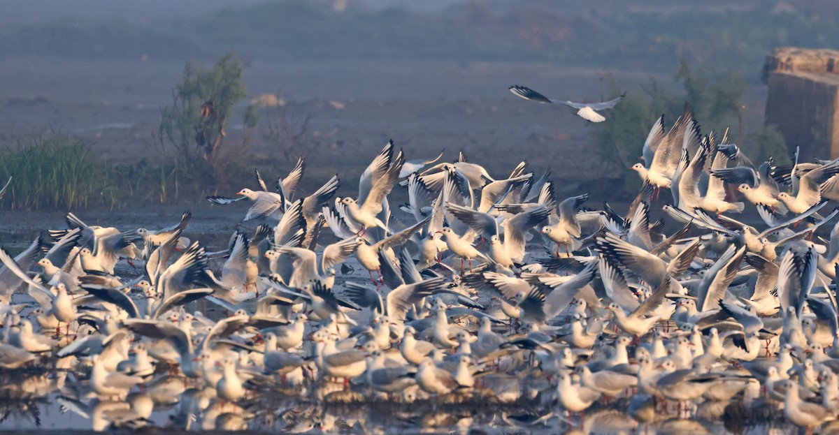 紅嘴鷗 - ML646178589