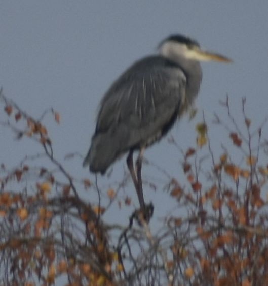 蒼鷺 - ML646178590