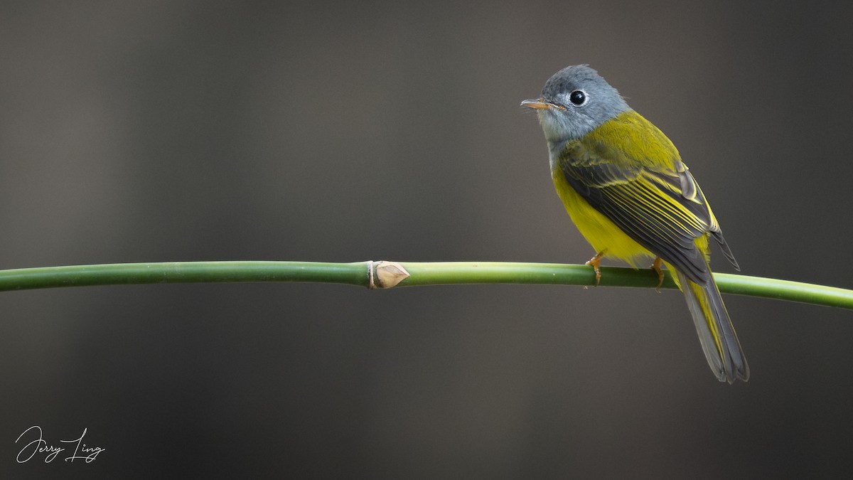 方尾鶲 - ML646178591