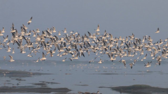 racek chechtavý - ML646178592