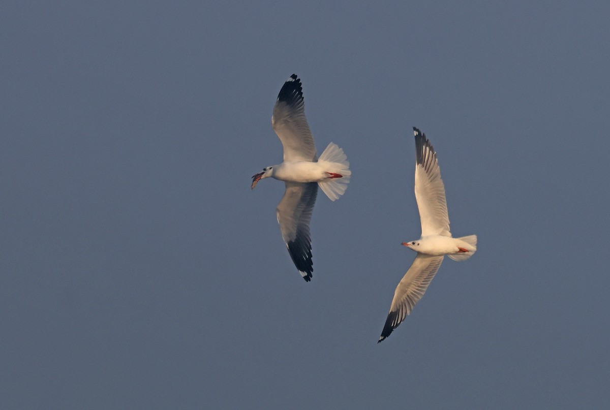 棕頭鷗 - ML646178594