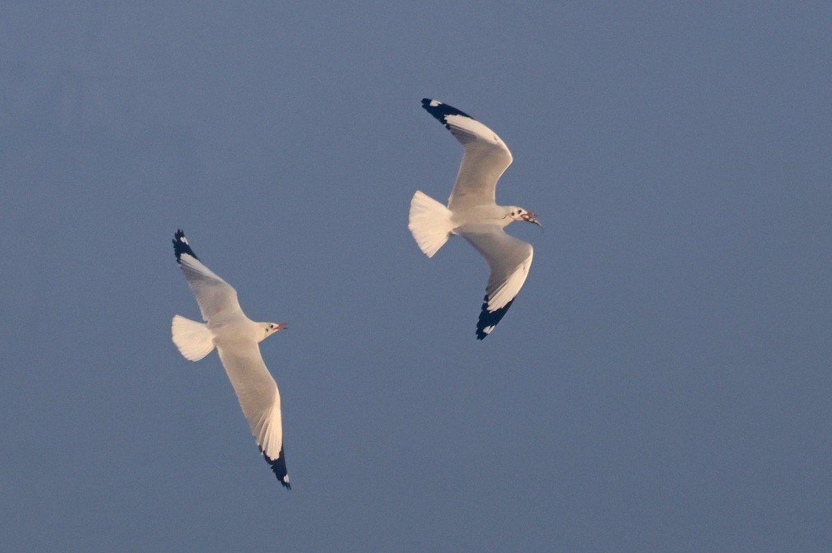 棕頭鷗 - ML646178595