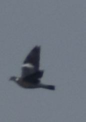 Common Wood-Pigeon - ML646178596