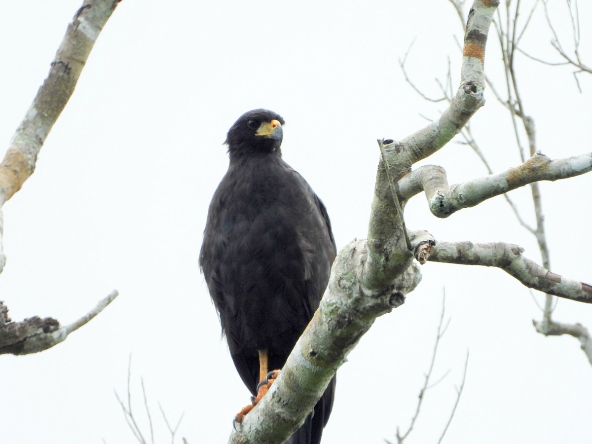 Great Black Hawk - ML646178597