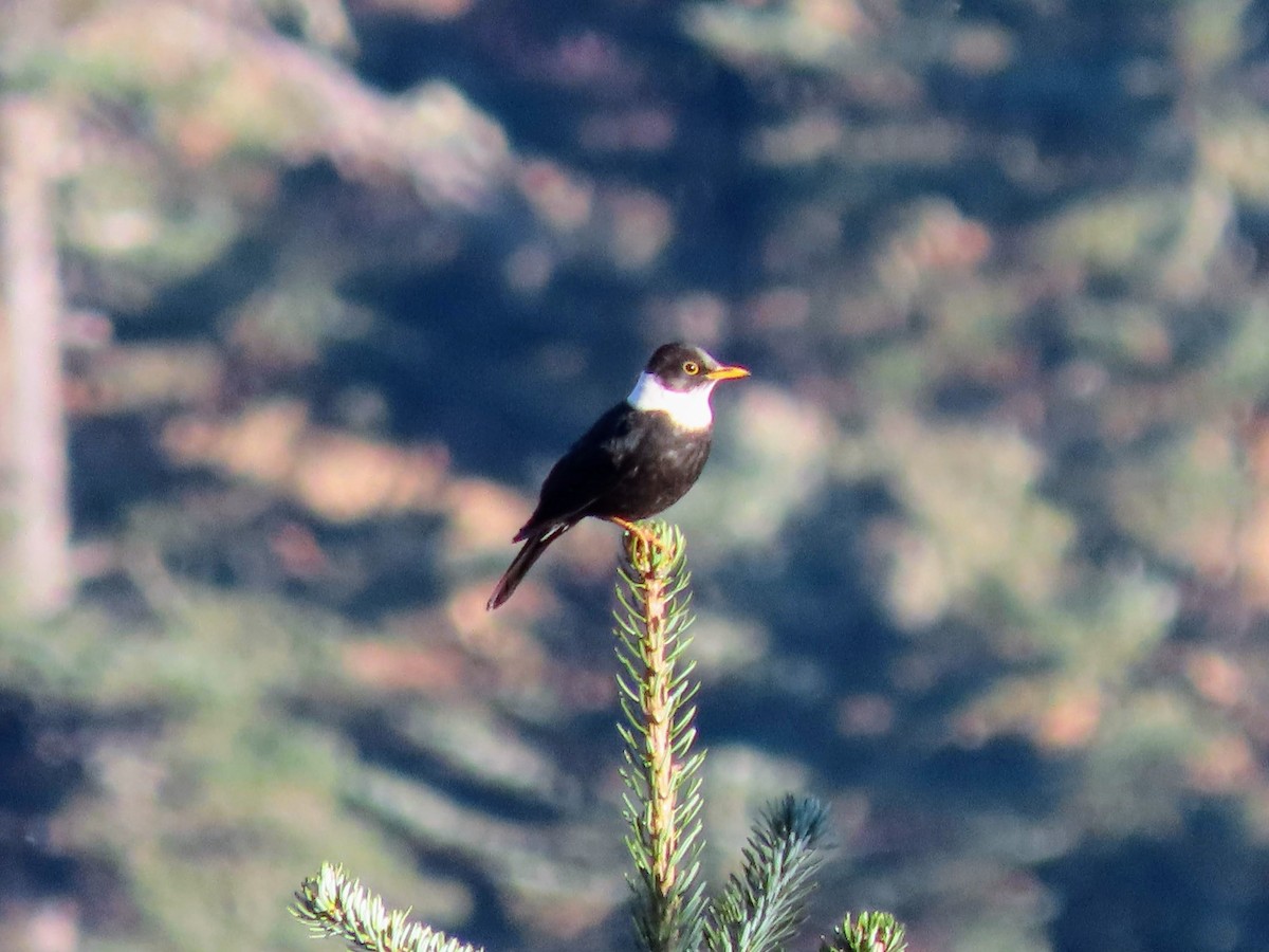 White-collared Blackbird - ML646178599