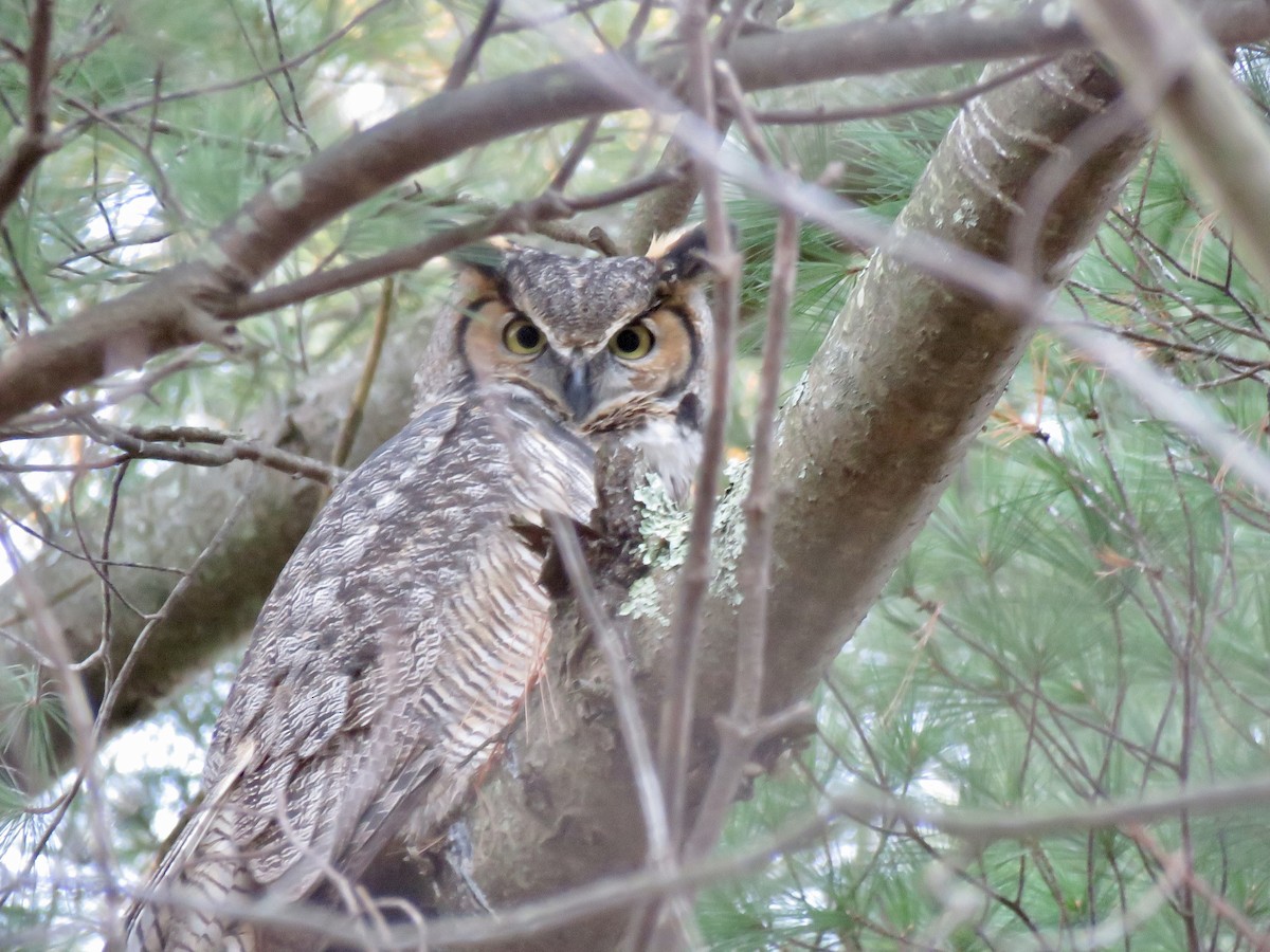 Great Horned Owl - ML646178600