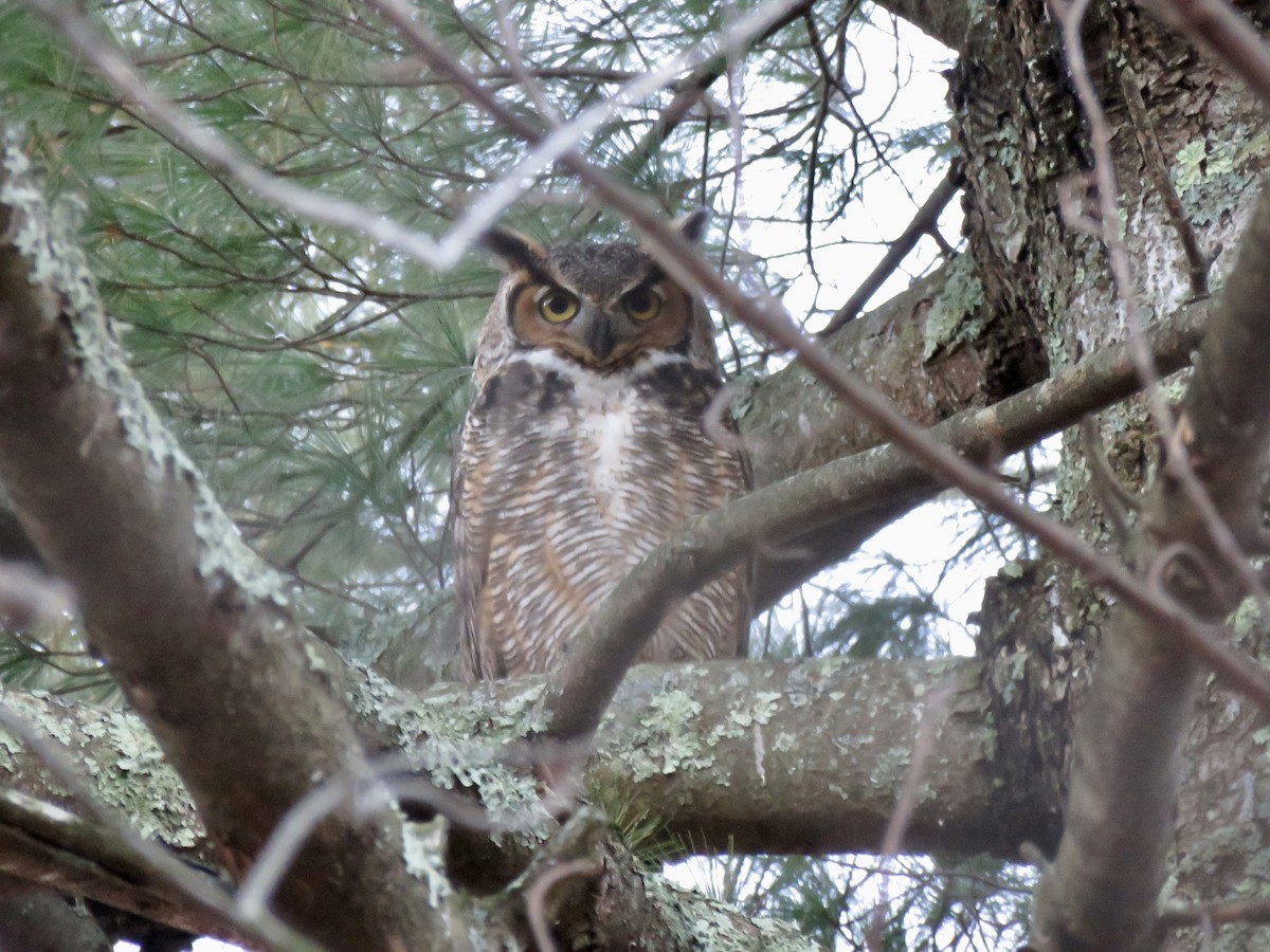 Great Horned Owl - ML646178601