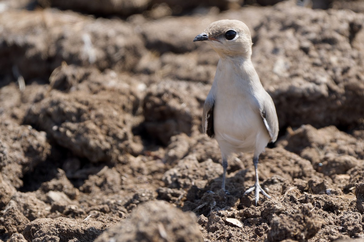 Pratinkola txikia - ML646178604