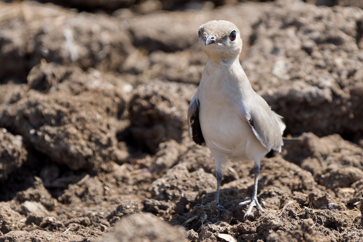 Pratinkola txikia - ML646178606